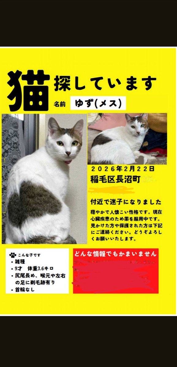 迷子猫を探しています】※拡散希望 2月22日から行方不明になりました