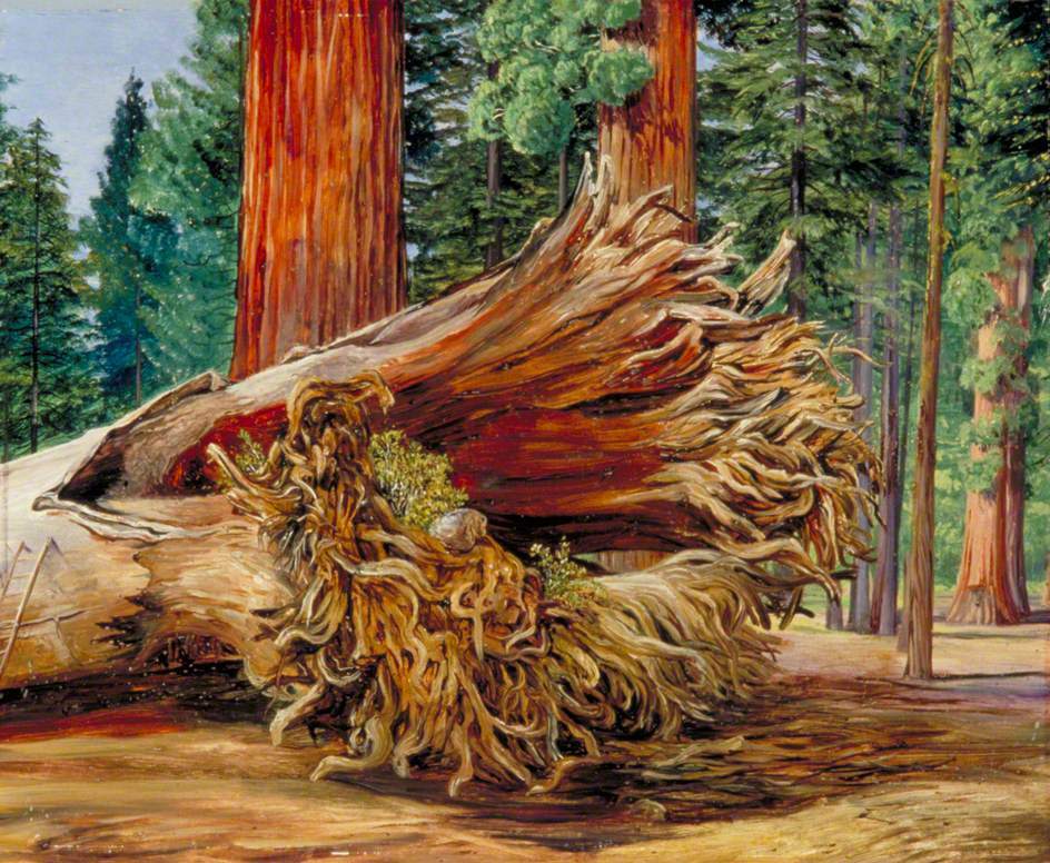ArtistMNorth's tweet photo. A Fallen Giant, Calaveras Grove, California https://t.co/WOdxM813as https://t.co/3mlIk3cVdj