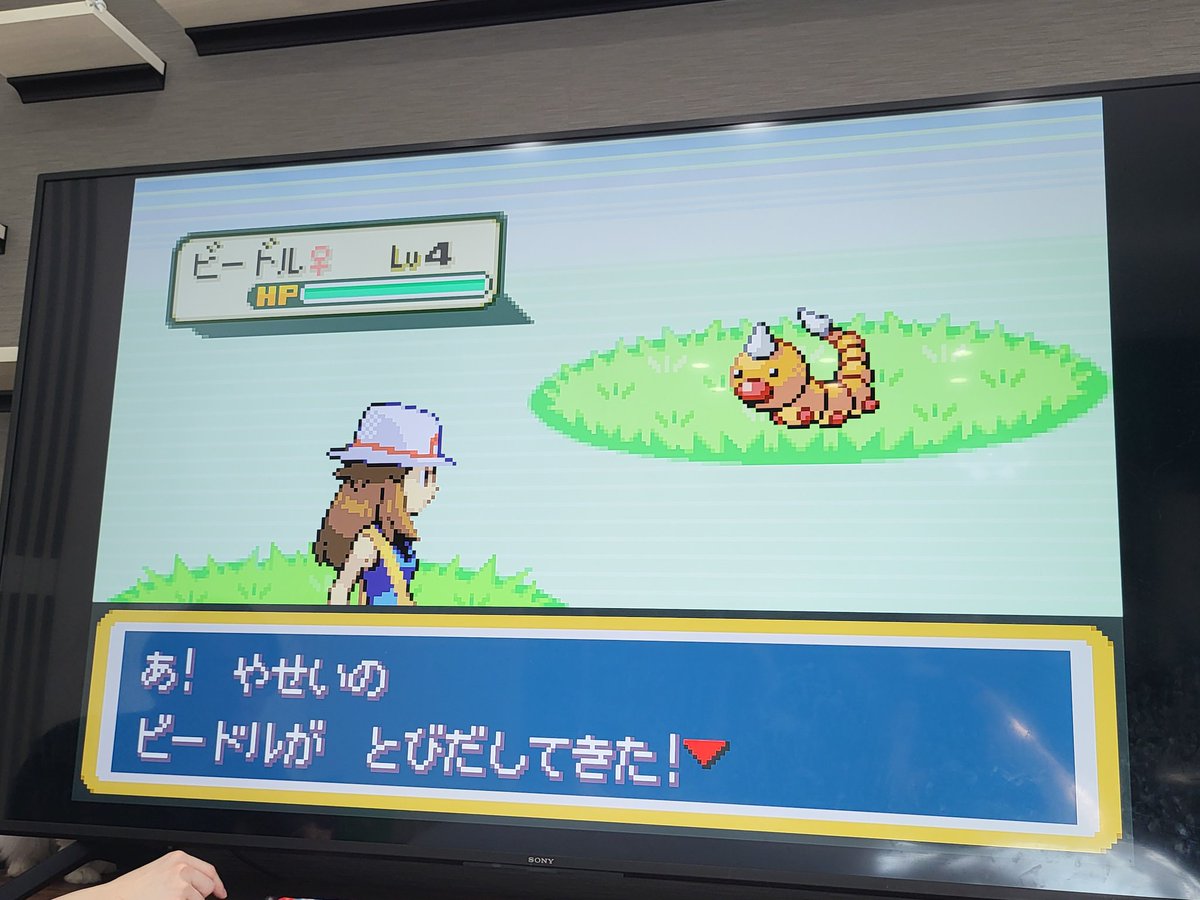 おは氏@ニュージーランドアオバズク tweet media