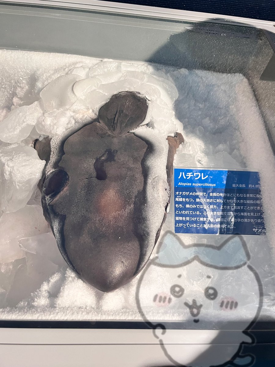 kitadokorod's tweet photo. なんだもう朝かと... https://t.co/udDWcWqmmp