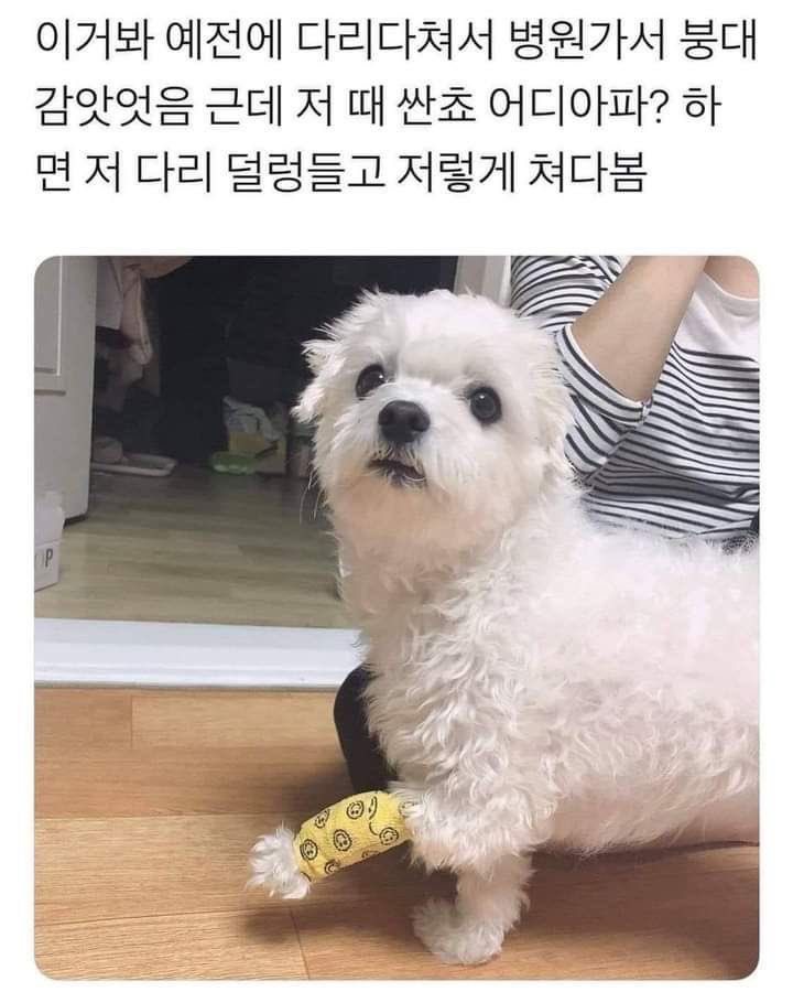 🐶: 보면 모름..?