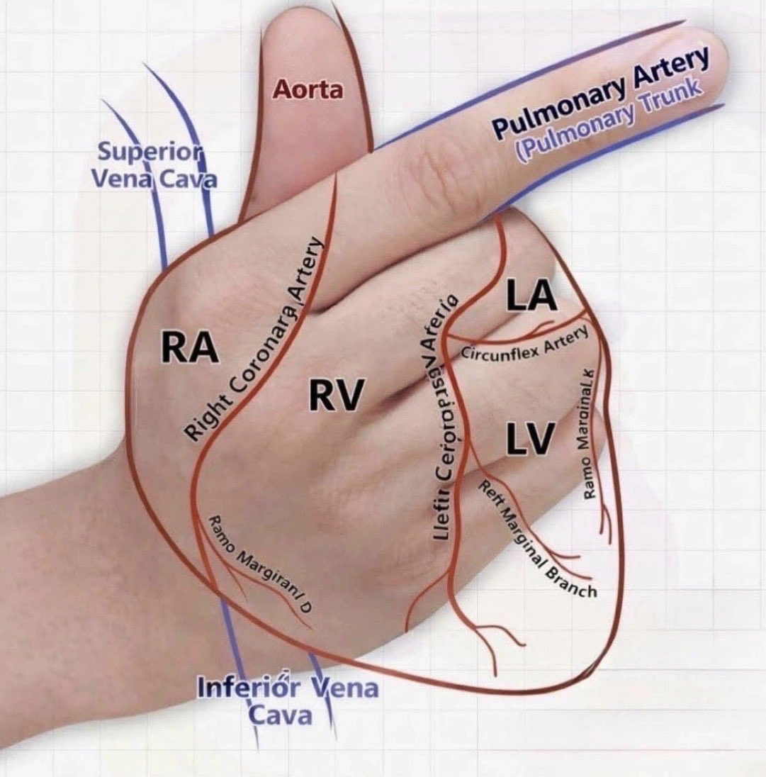 TrackYourHeart's tweet photo. The Heart in Your Hand: A Simple Guide to Cardiac Anatomy https://t.co/E3FpJApT2R
