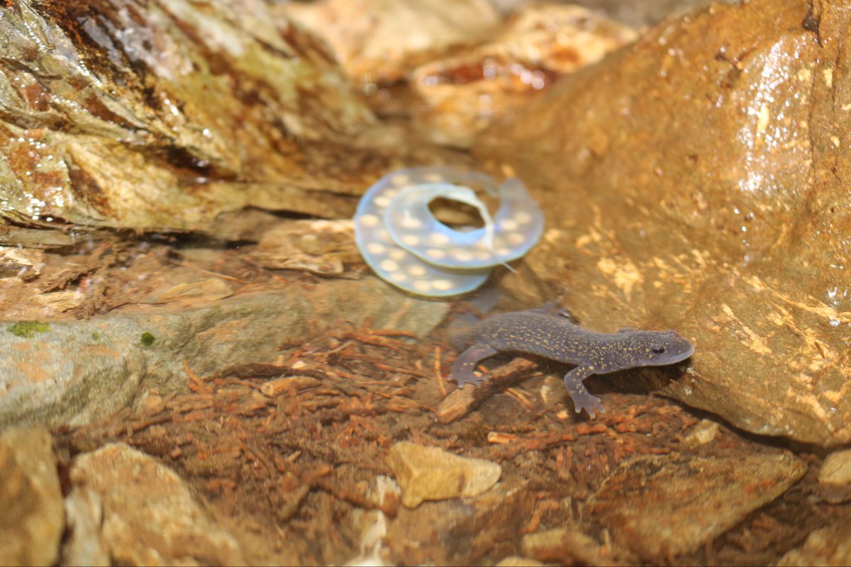 野生人 tweet media