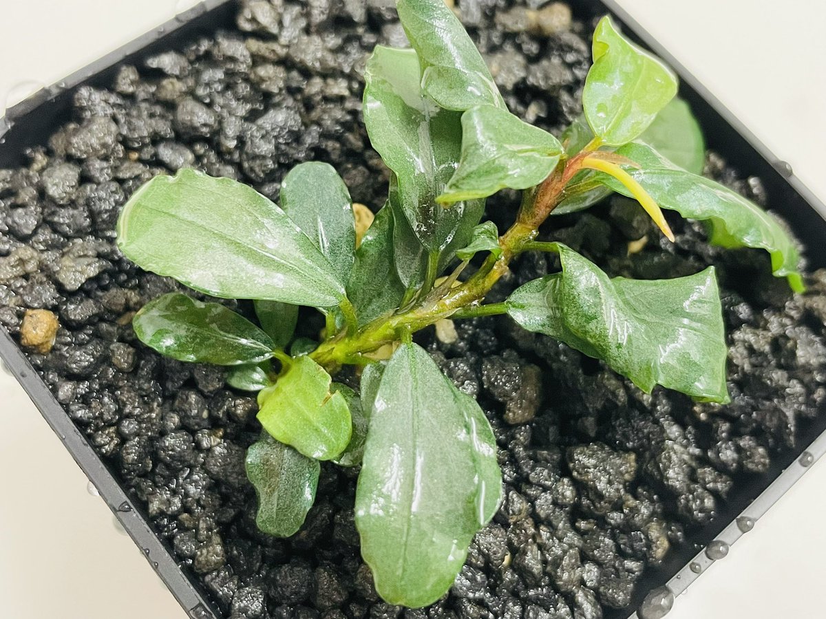 またやってしまったシリーズ🪴 Bucephalandra sp.''Aurora''【KN便