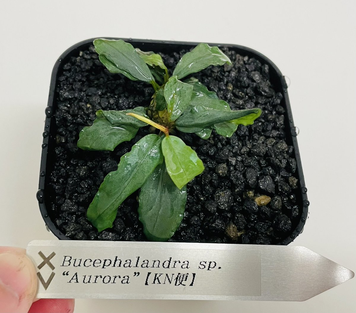 またやってしまったシリーズ🪴 Bucephalandra sp.''Aurora''【KN便