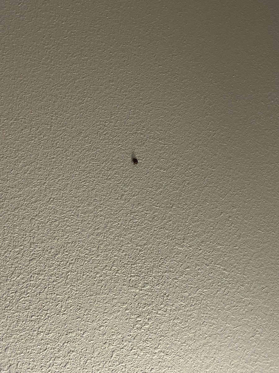 MEDEF72's tweet photo. @HiltonHotels Bugs on the wall https://t.co/TZCFB5coGc