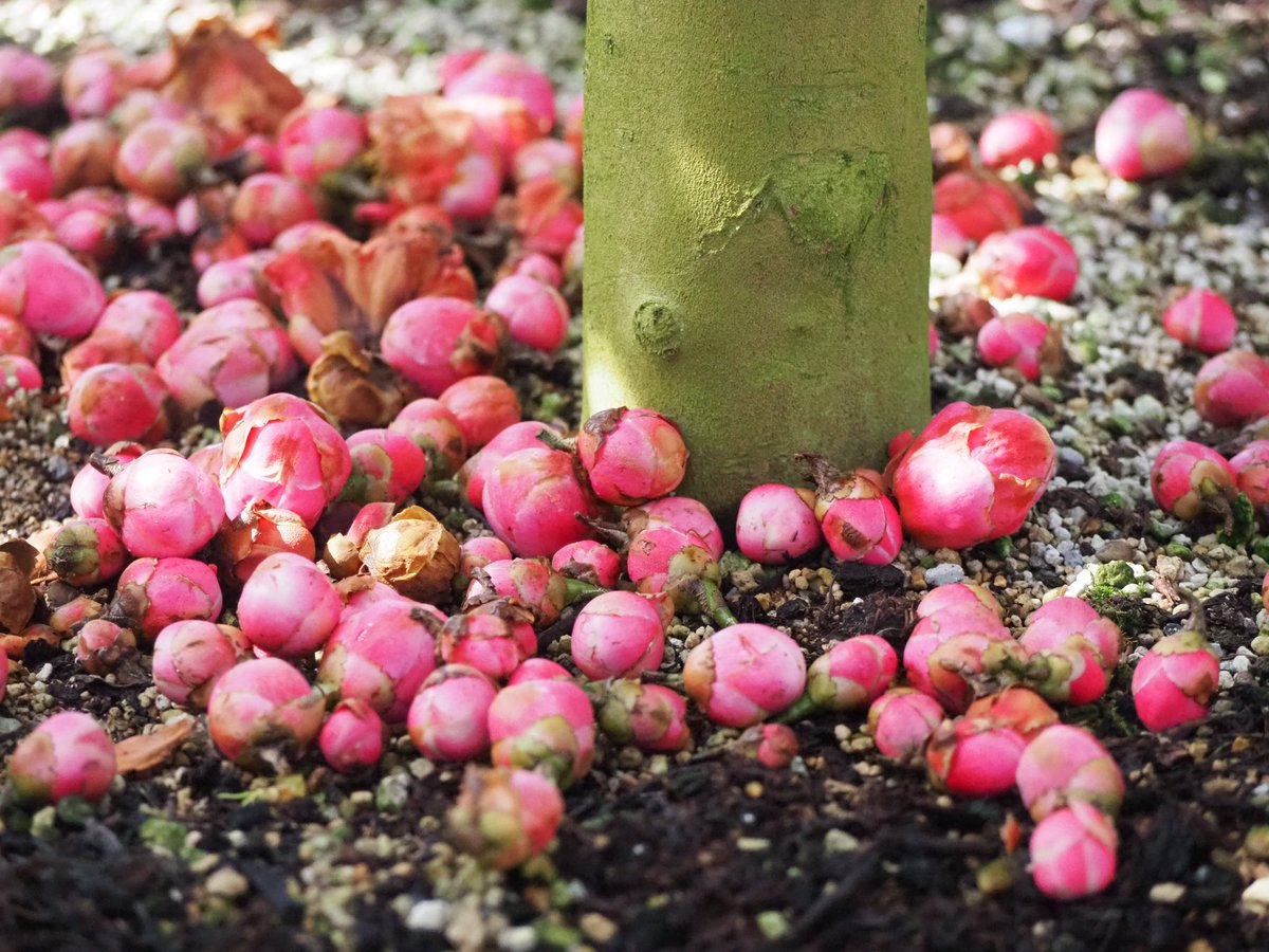 今年はベトナム椿 ハイドゥンが 蕾が開かずポトポト落ちてしまったそう