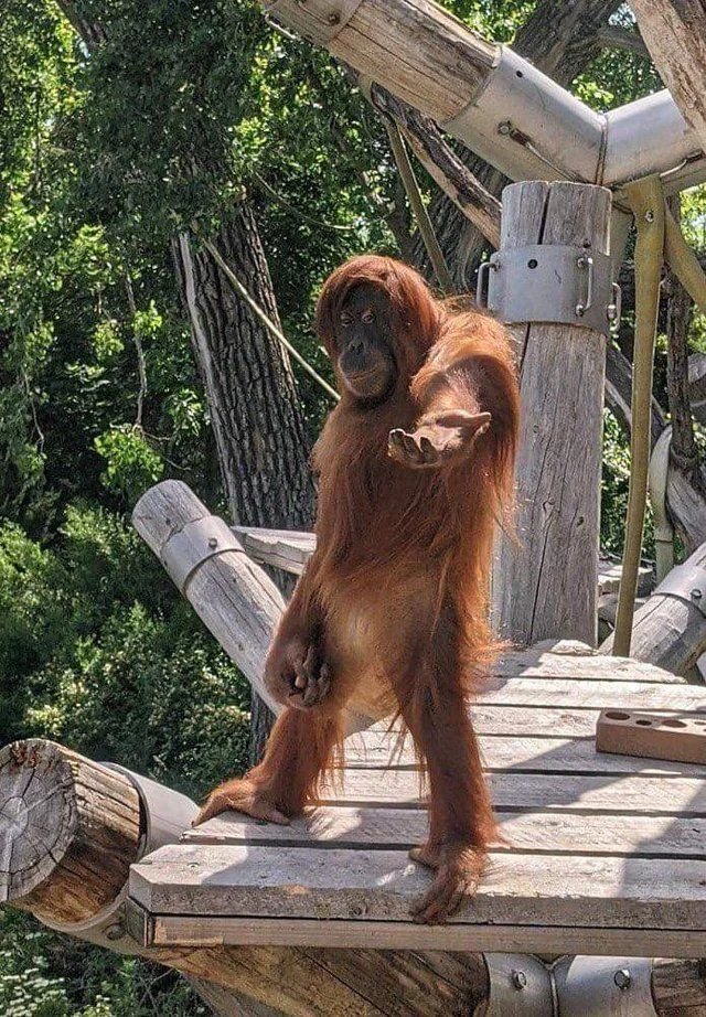 insane poses tweet media