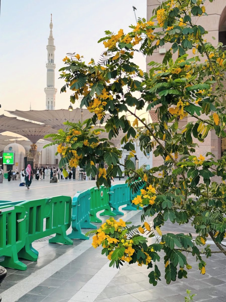 أ.بيلسان المدينه ✩ tweet media