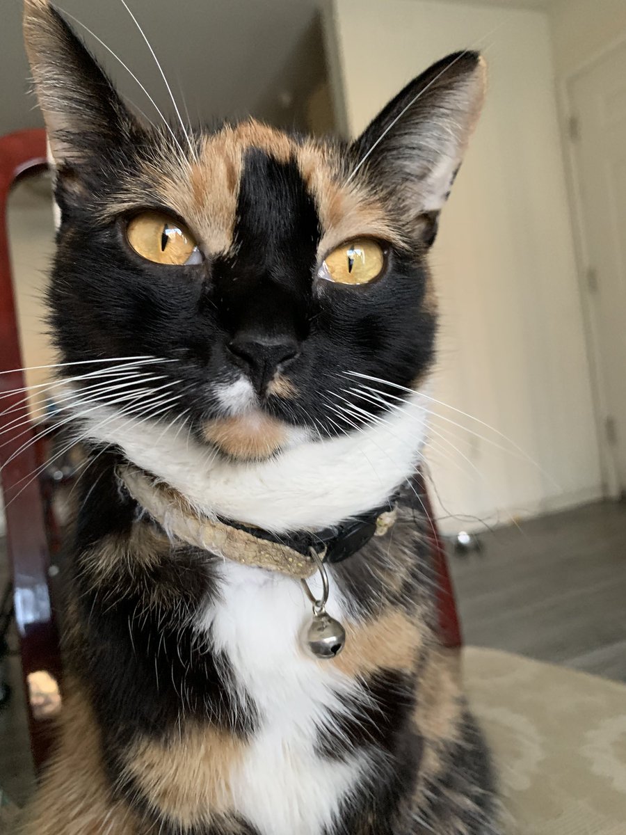 Midnight - Barb Donato tweet media