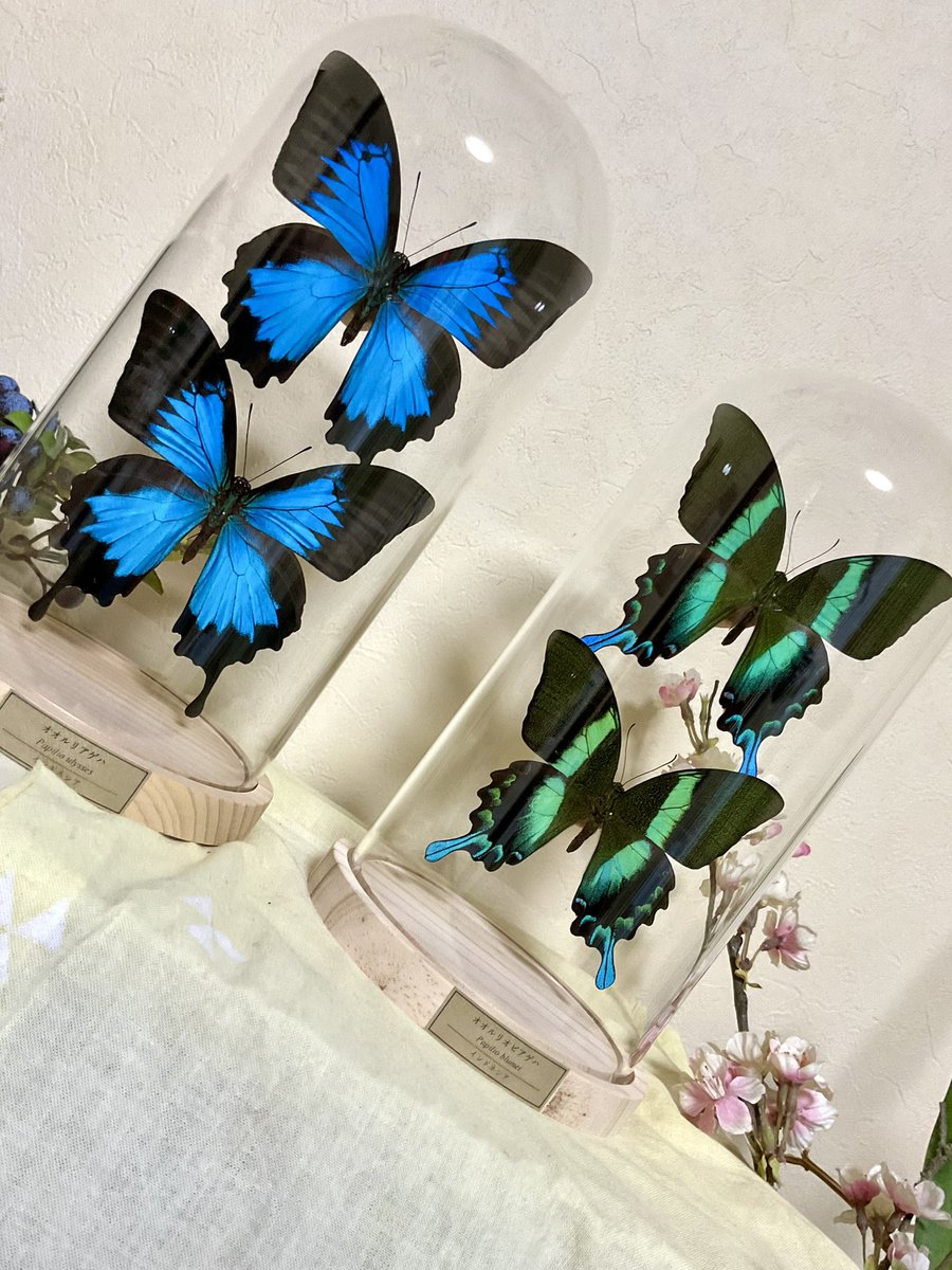 今回の目玉。オオルリアゲハとオオルリオビアゲハ。 圧倒的美麗種