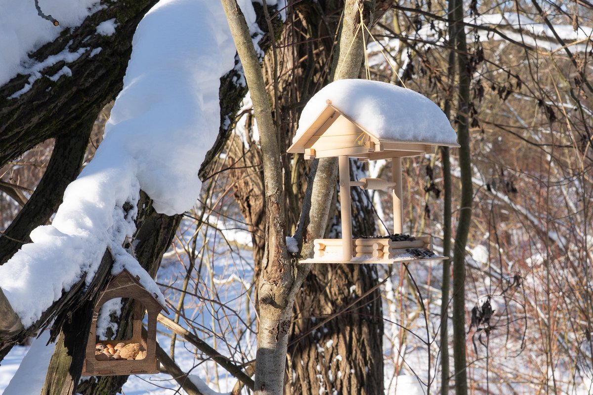 Lena_Firefox's tweet photo. #FrostyMorning #SnowDay #WinterBirds
#BirdFeeder #CozyVibes #NaturePhotography https://t.co/WYa7Z3QeBL