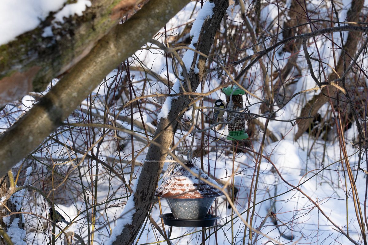 Lena_Firefox's tweet photo. #FrostyMorning #SnowDay #WinterBirds
#BirdFeeder #CozyVibes #NaturePhotography https://t.co/WYa7Z3QeBL