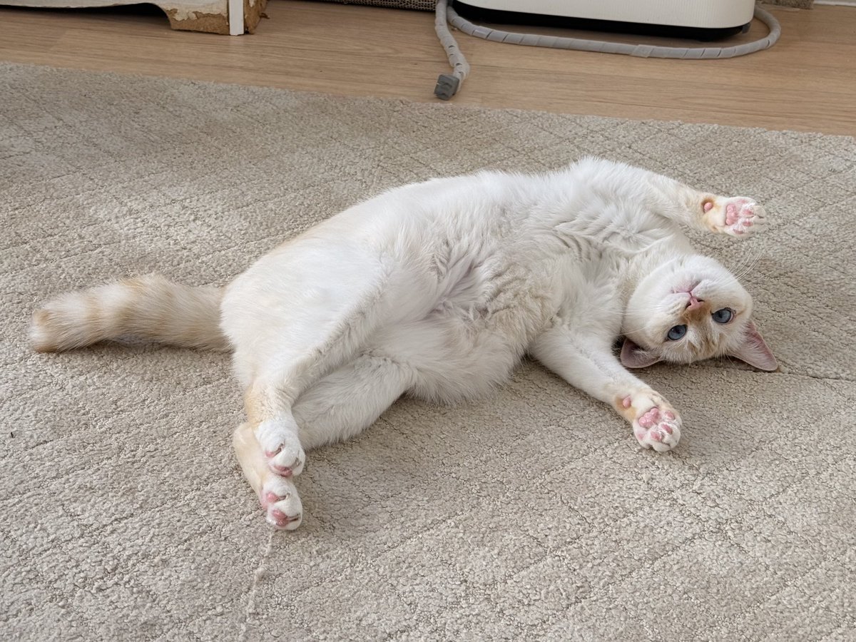 桜木町】 猫ちゃんたちのフードが届きました🐱✨お心遣いありがとう