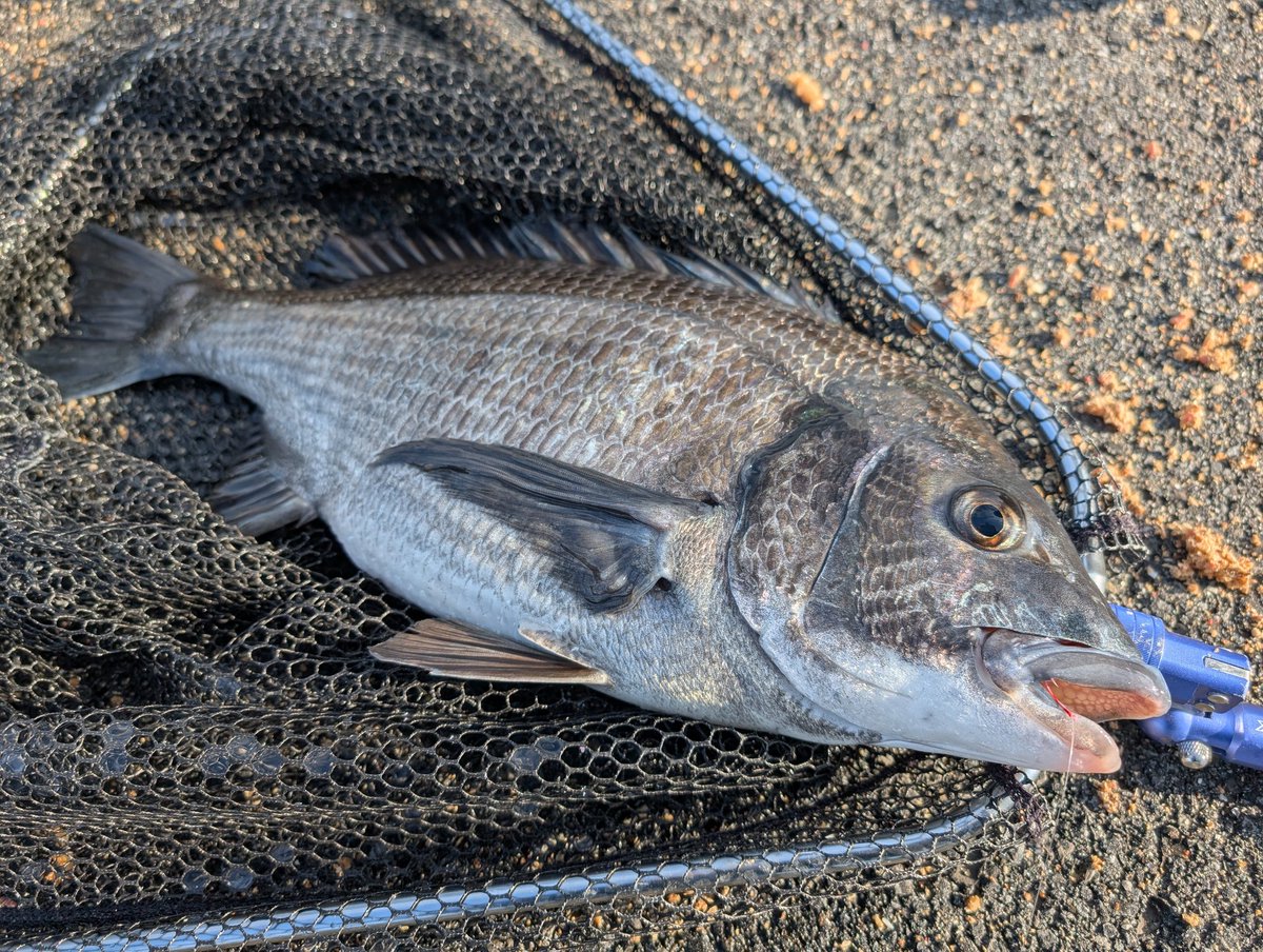 工房雨魚 WoodCraft Amago (@higeamago303) / Posts / X