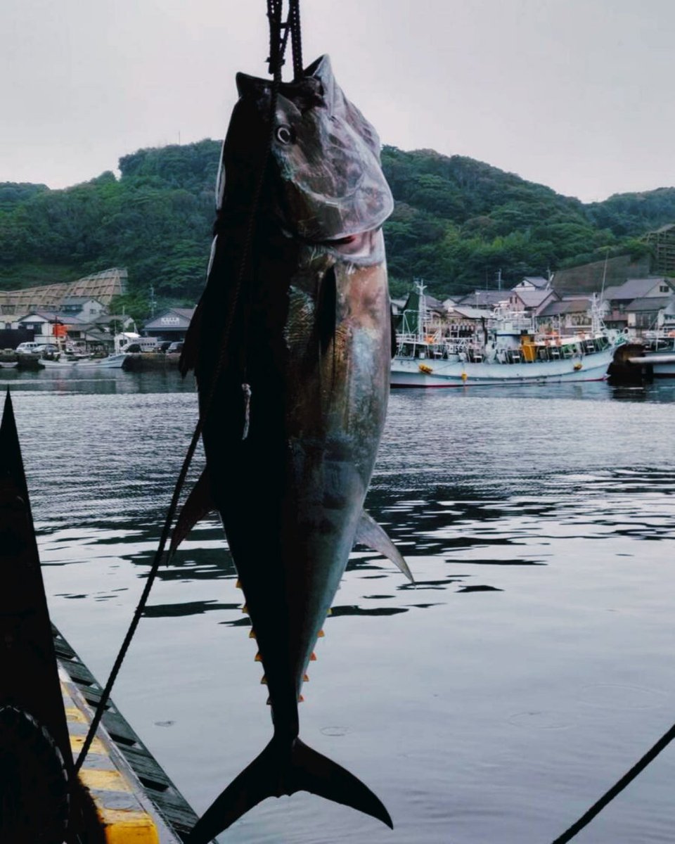 IsaribiSauna's tweet photo. 壱岐は新鮮な地魚🐟️壱岐牛🐃、地元産の野菜🍅やお米🌾美味しい食材がたくさんあります😋

その中でも、特に春から初夏にかけては、特別な時期です‼️
採れたてのウニや、一本釣りされたマグロが楽しめます‼️

6月までのご予約受付中です
https://t.co/Lk46zapdSK https://t.co/mmromCh7L1