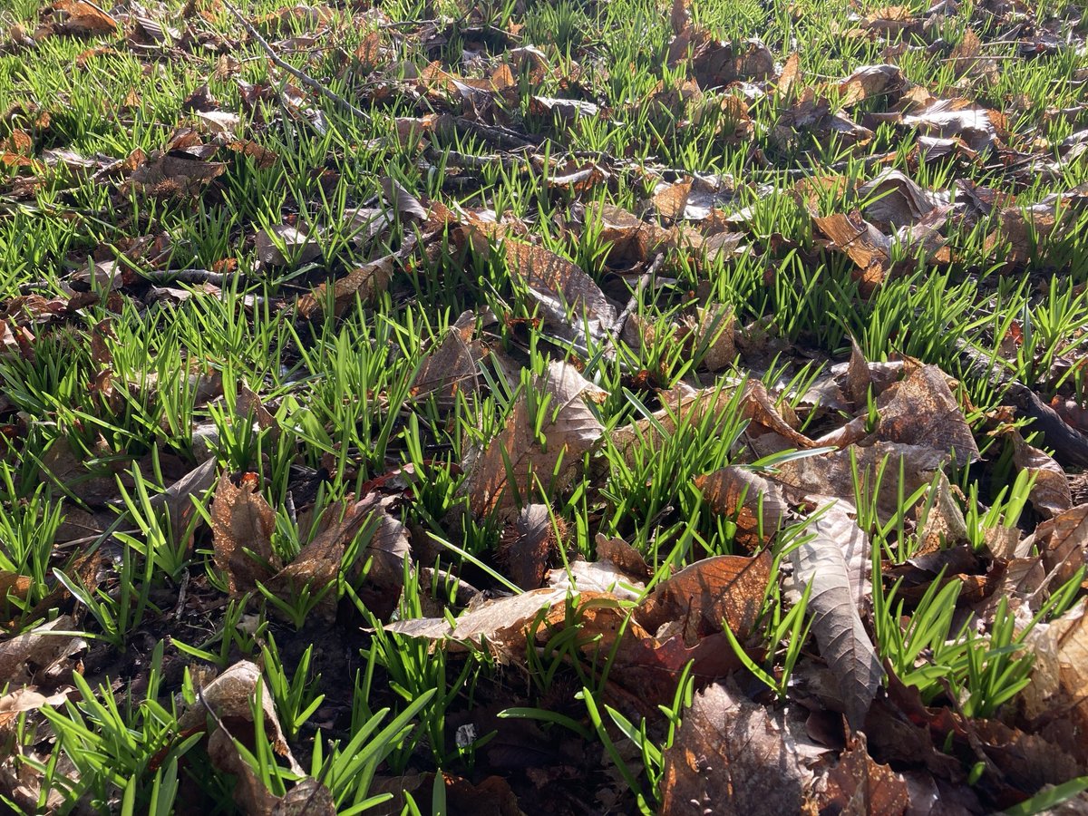 Our English Bluebell fields are a no-step zone for 9 months of the year

For 3 months when the bluebells are dormant we will only enter if there is urgent work required on a tree

In reality it means that 99% never feels the weight of a human foot