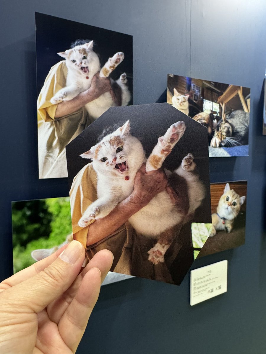 MARCO 🟡写真集「メイ先輩」🟡 (@marco74444) / Posts / X