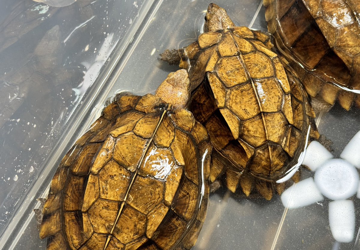 hachumusi_ch's tweet image. WAF九州

オプストとハイナンヒラセガメ😁

⚠️生き物という特性上、体調を崩したり販売出来る状態ではないと判断した場合は販売を取りやめる事がありますのでご了承下さい🙇‍♂️

#WAF
#九州
#美ら亀
#直輸入
#カメ業界の黒船