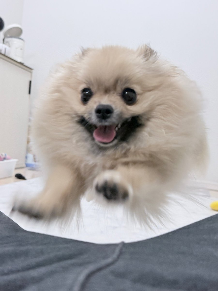 たぶん犬*てちメト tweet media