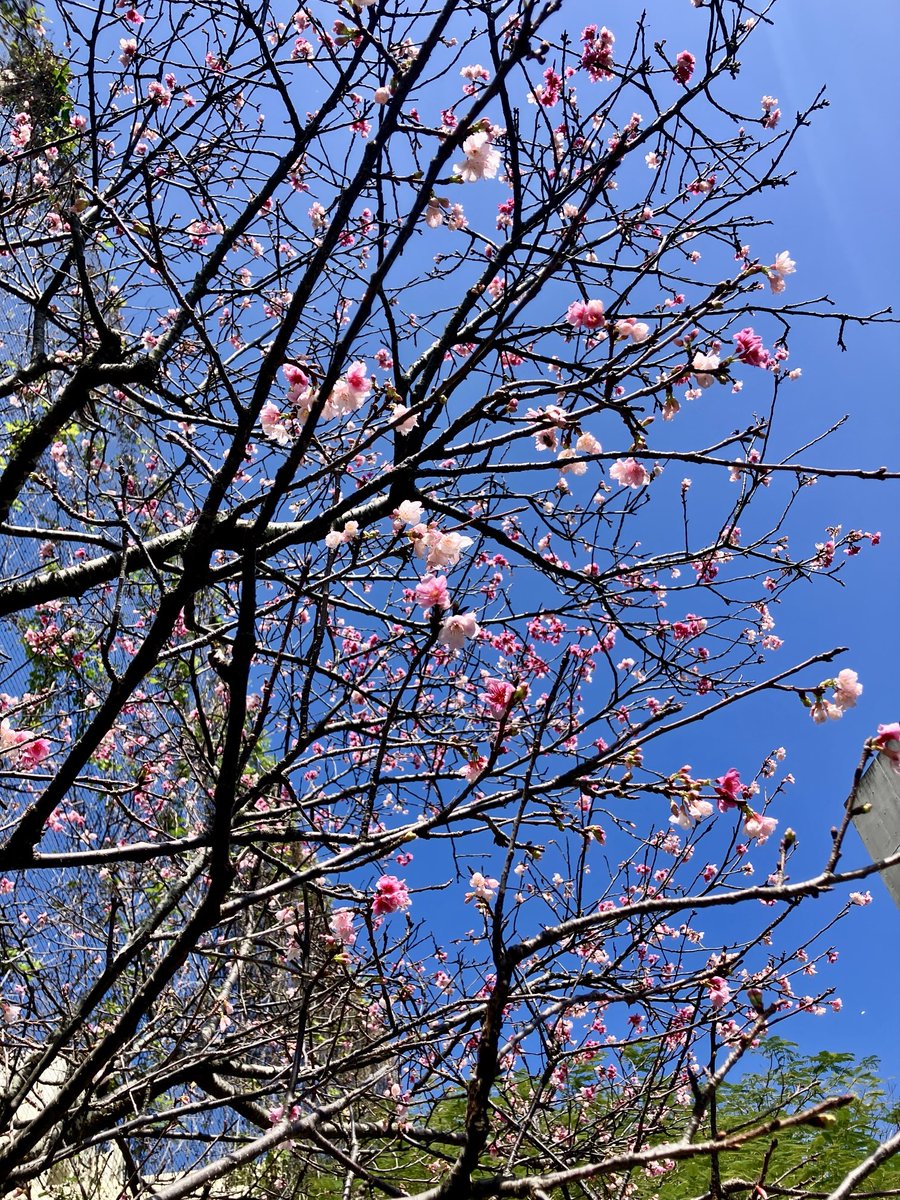 ryukyuphilorc's tweet photo. 今日の沖縄はほぼ夏日。
���々しい気候に、春を告げる花が咲き誇っています。 https://t.co/H1evZbxvP9