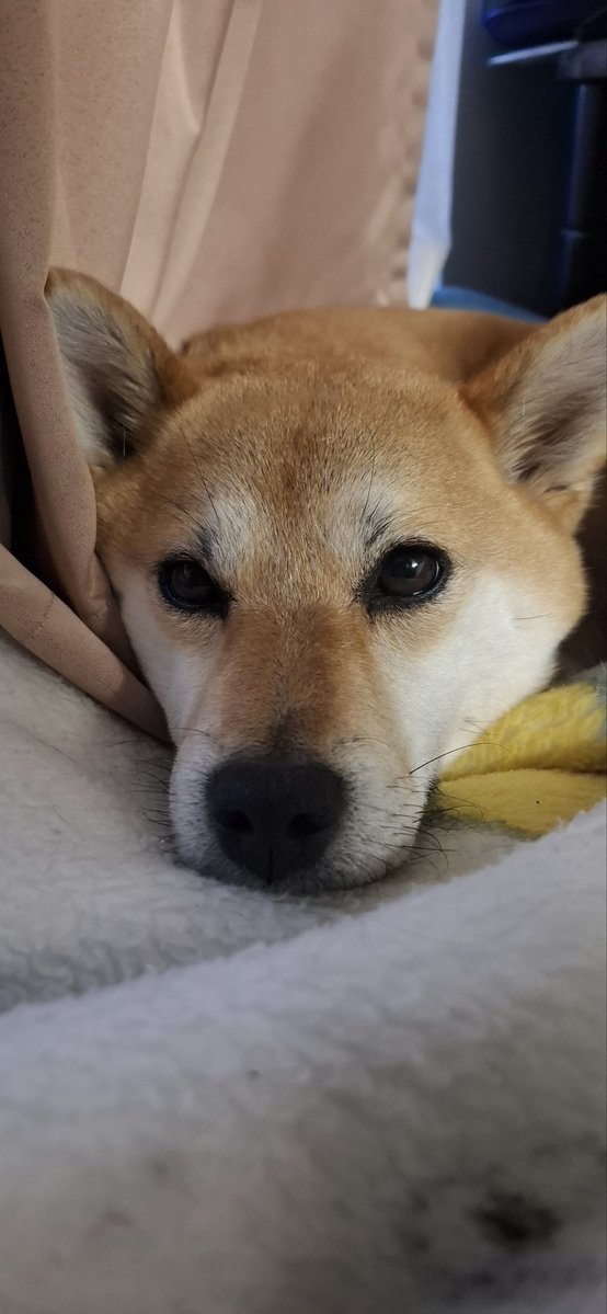 柴犬が好きすぎるで使っていいよ