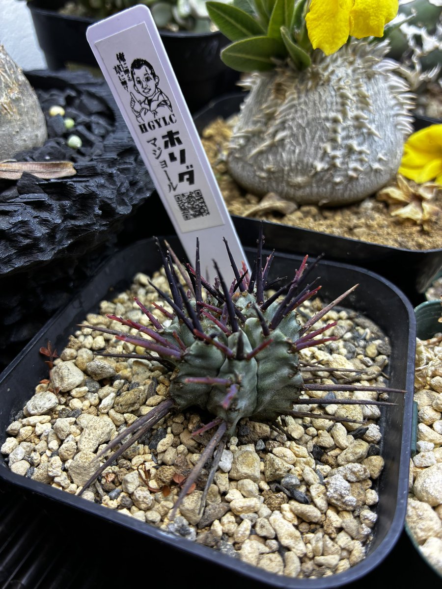 純血にして熱血のアガベラバー ハイドロ・ベアルートメリクロン・オンザゼオライト tweet media