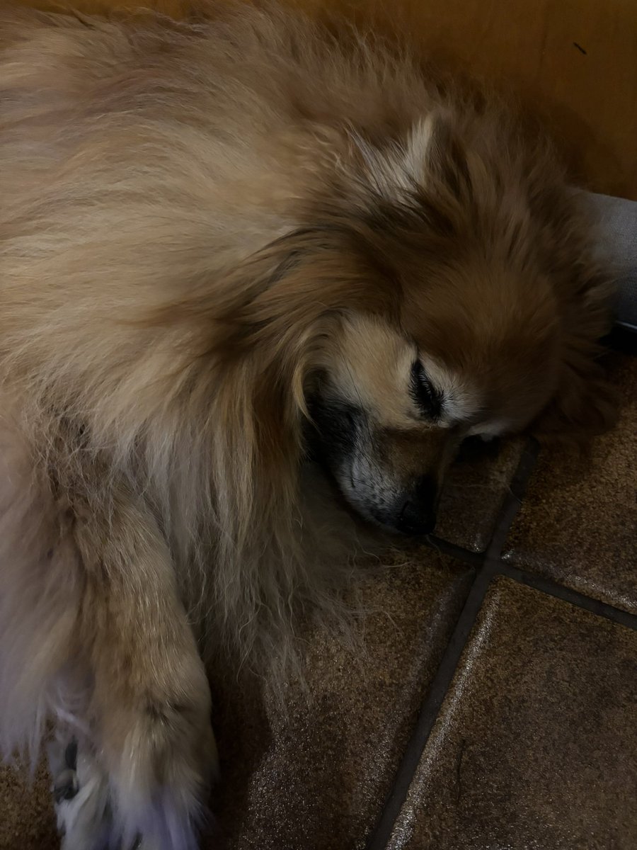 orksnork tweet media