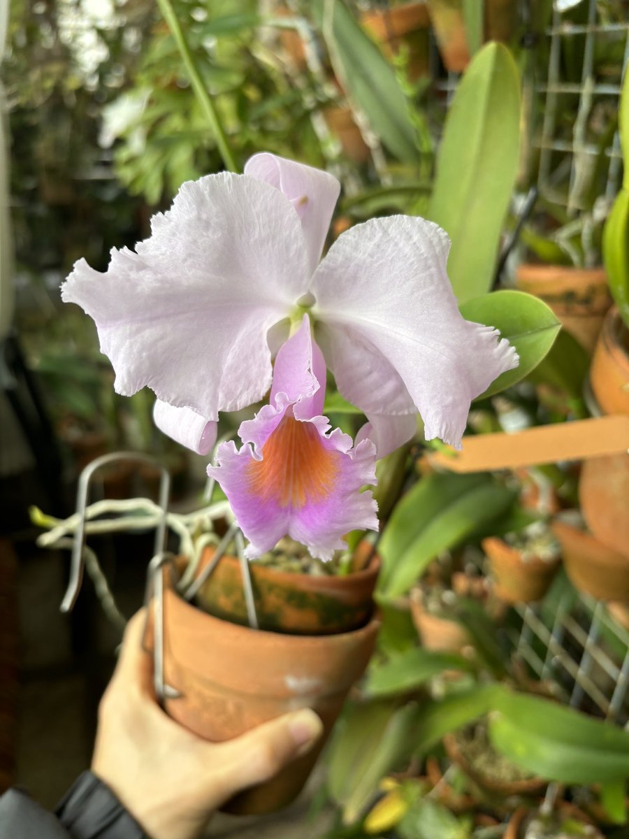 XikaiYan's tweet photo. C. schroederae tipo ‘Popayan’ (Div.) https://t.co/vJvB4SwG4T