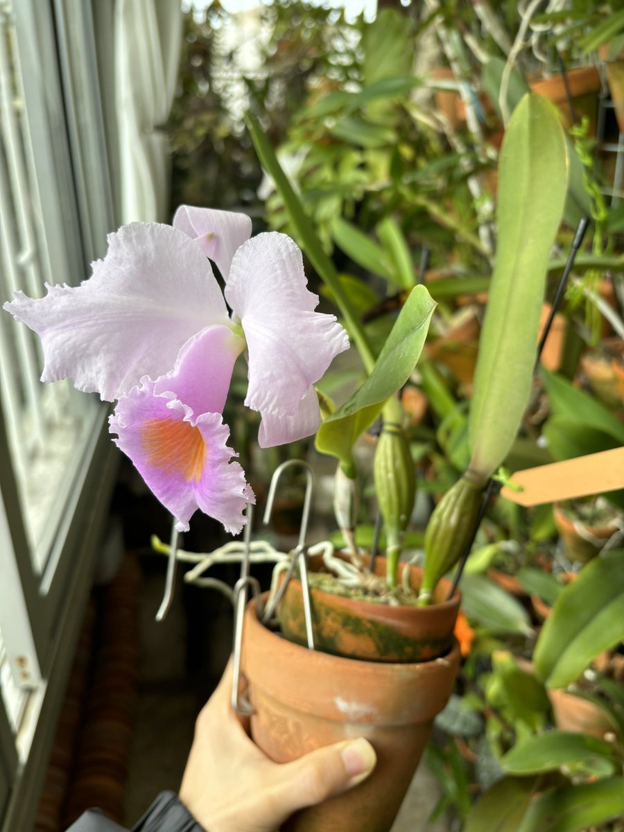 XikaiYan's tweet photo. C. schroederae tipo ‘Popayan’ (Div.) https://t.co/vJvB4SwG4T