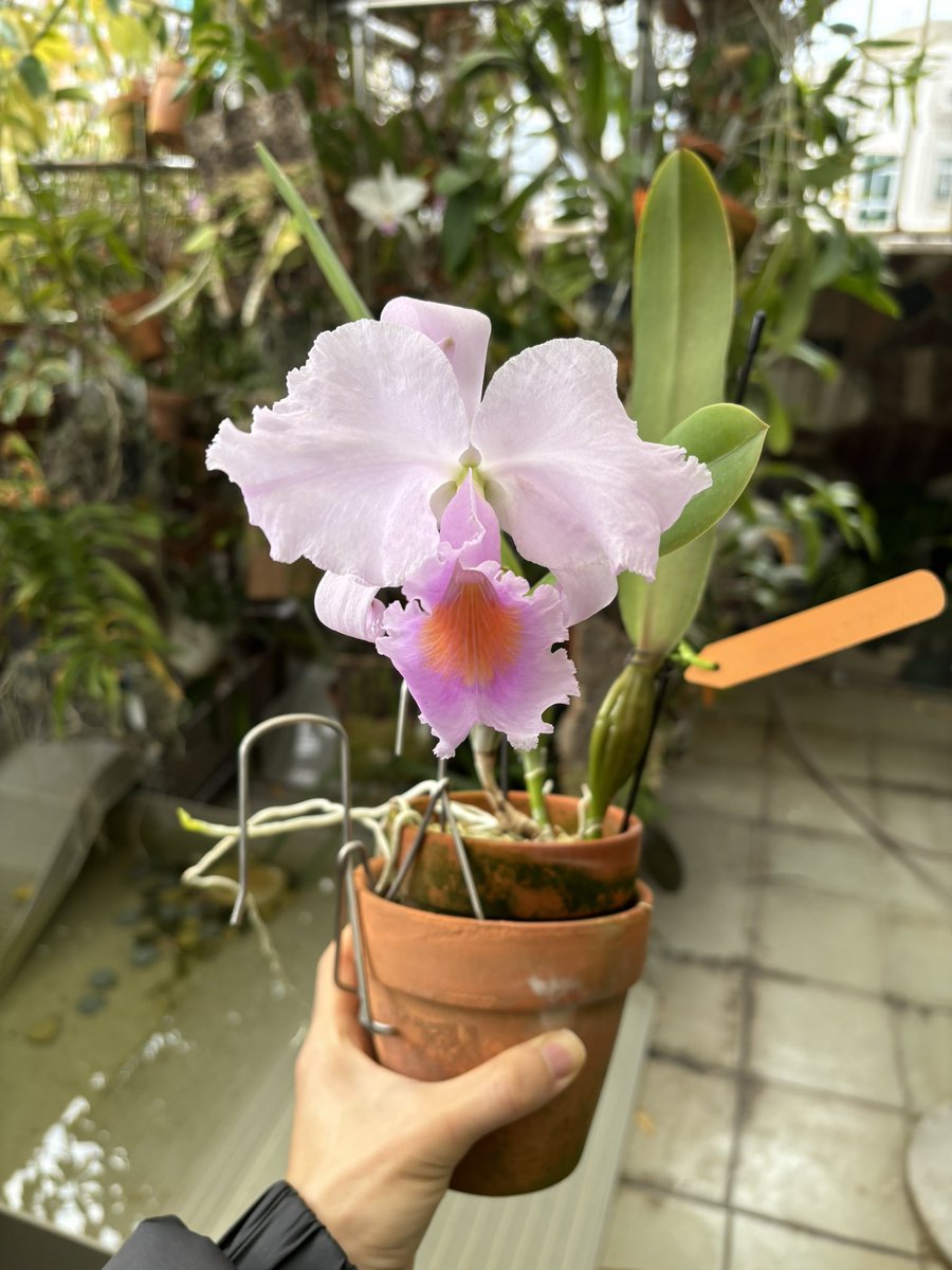 XikaiYan's tweet photo. C. schroederae tipo ‘Popayan’ (Div.) https://t.co/vJvB4SwG4T