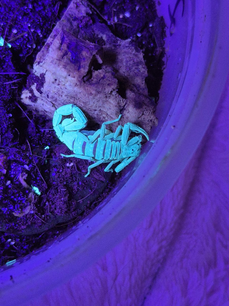 hes green for an amazing reason