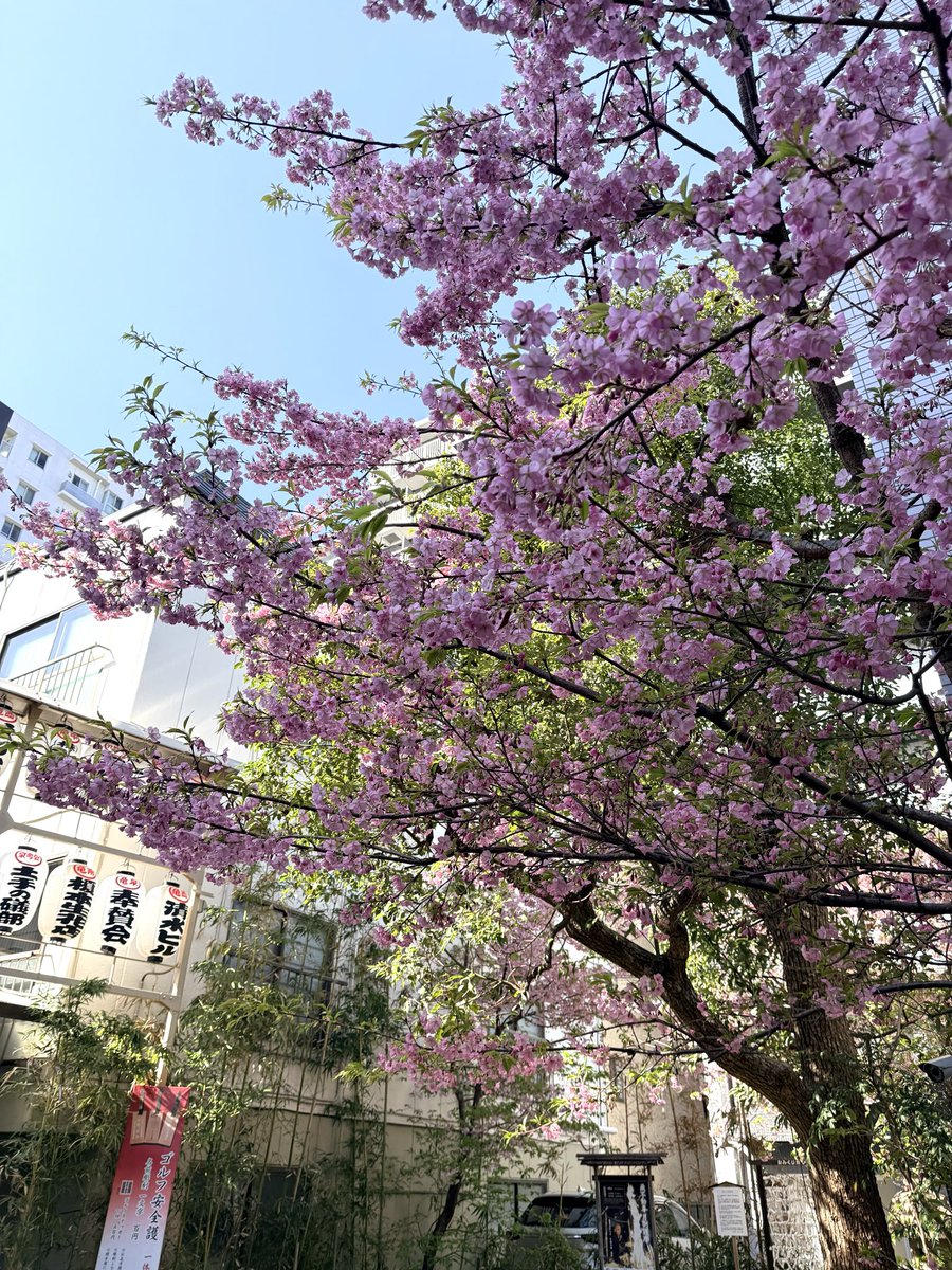 FlyingGodTemple's tweet photo. 【開花状況】
境内の河津桜が満開です🌸

最近の暖かさで開花が加速しました。 https://t.co/0LhT0jxdUP
