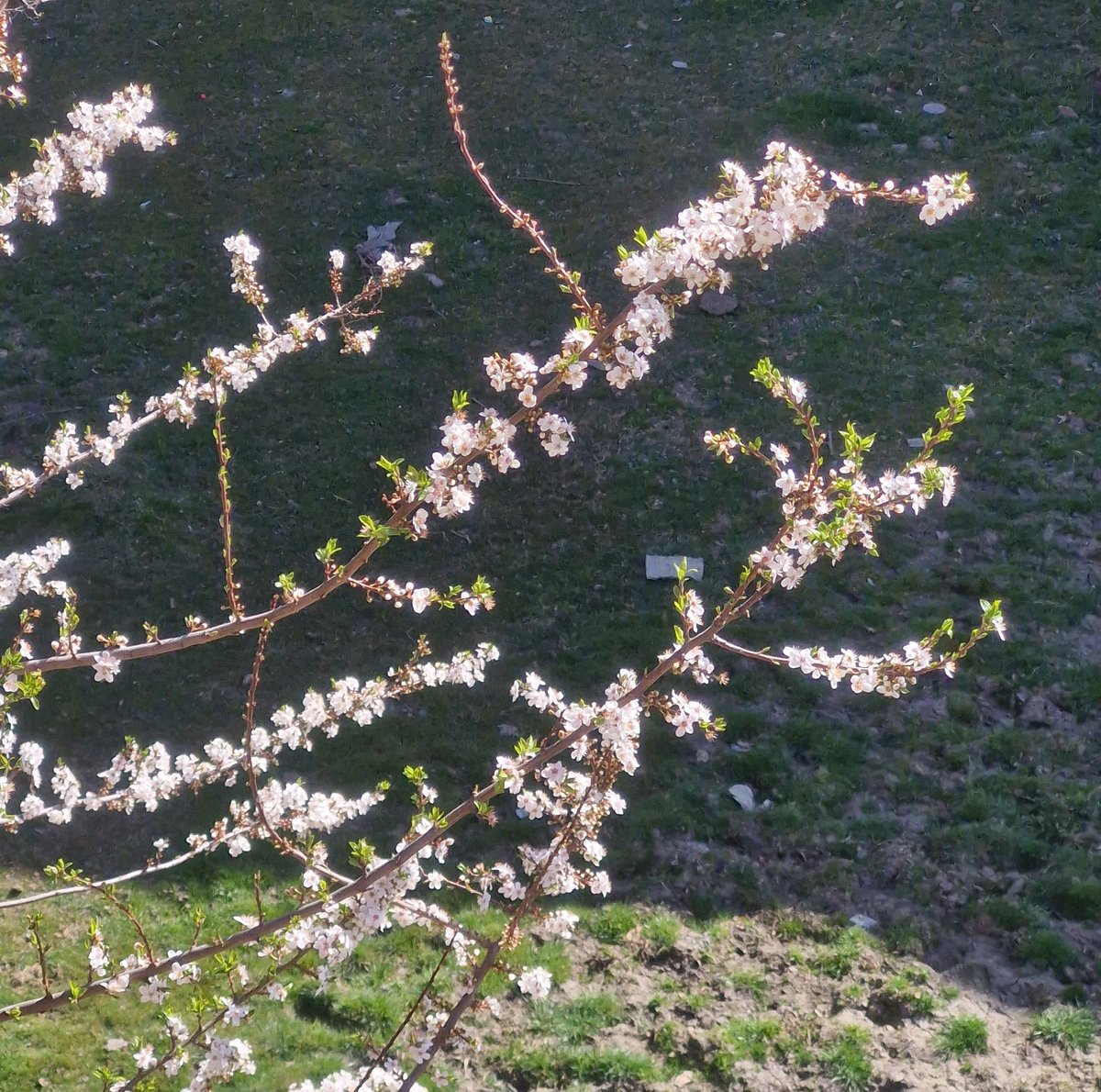 Good Morning 🤍
Flowers Friday