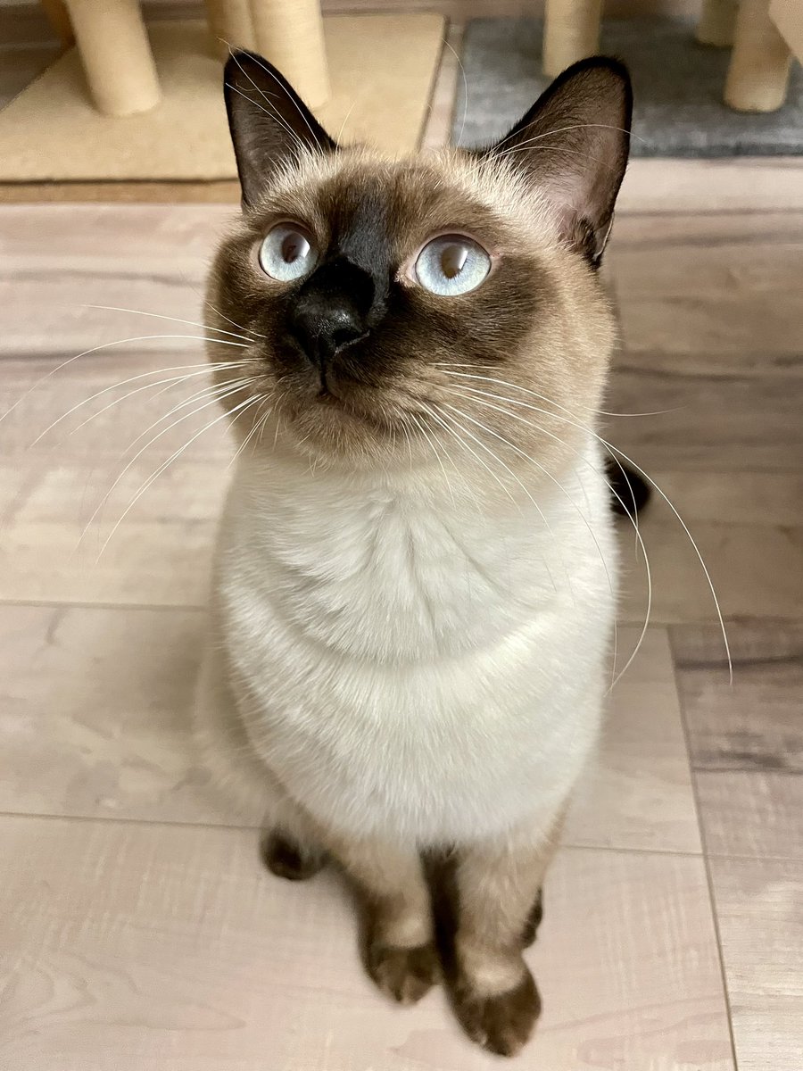 おまとめ中　ジャンピング猫温度で色変化 シャム猫の「こんがり変化」が猫好きを魅了