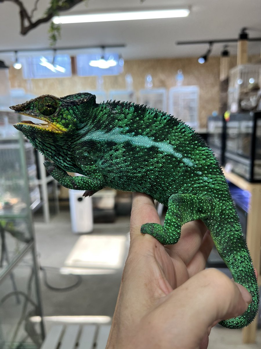 Fantasticゴリオ tweet media