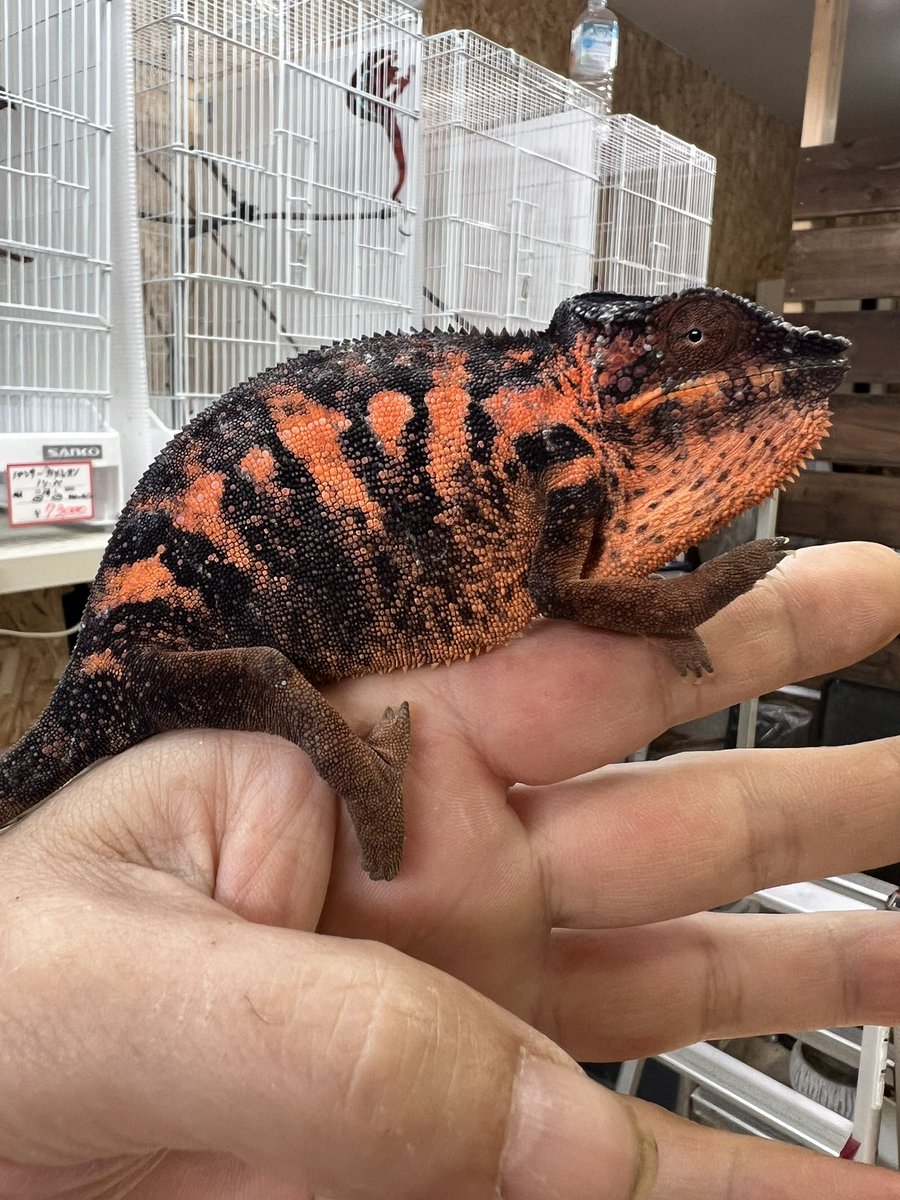 Fantasticゴリオ tweet media