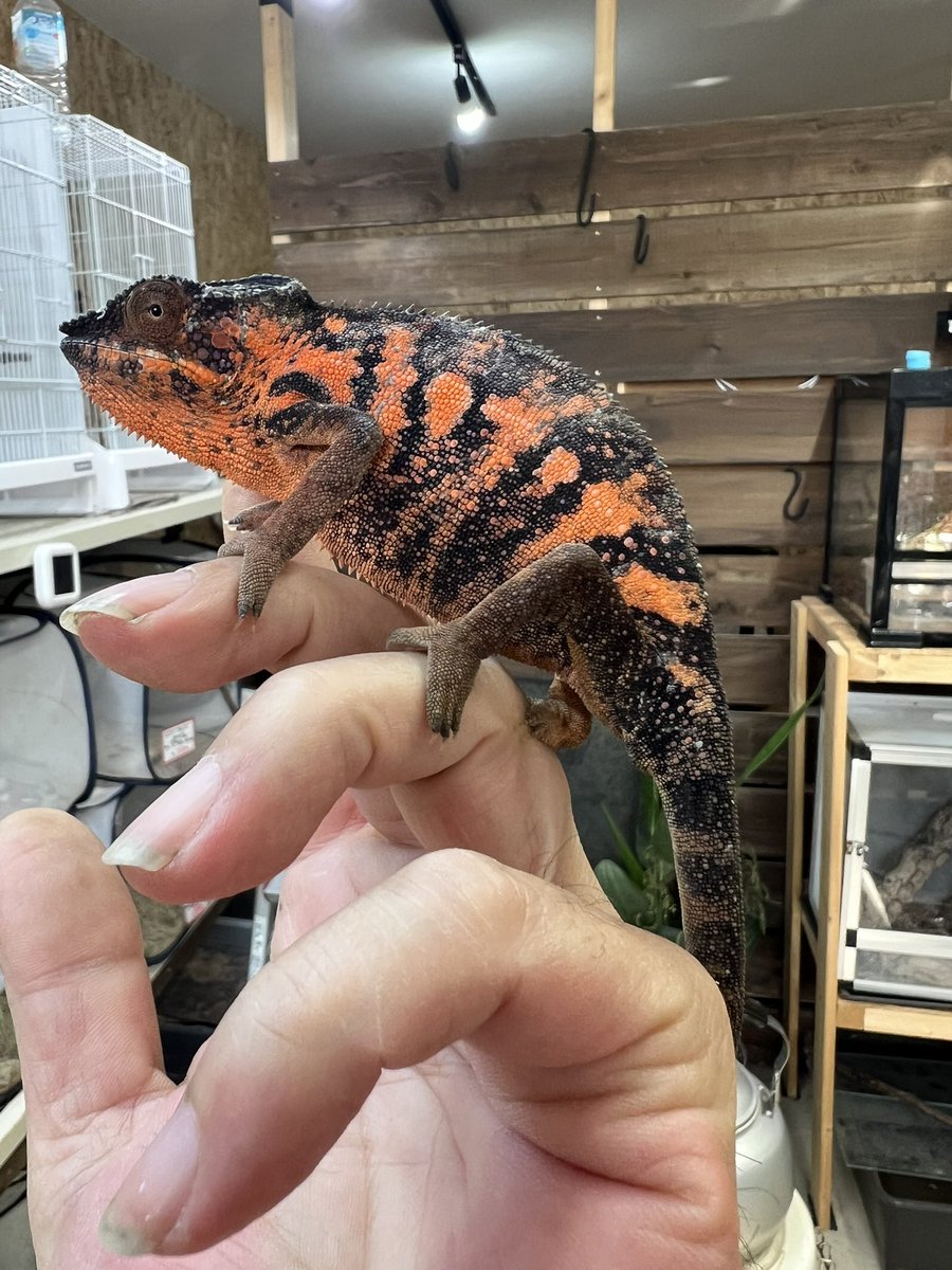 Fantasticゴリオ tweet media