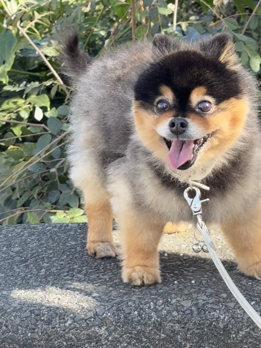 たろ吉(メスのポメ)の飼い主 (@kyabetubatake) / Posts / X