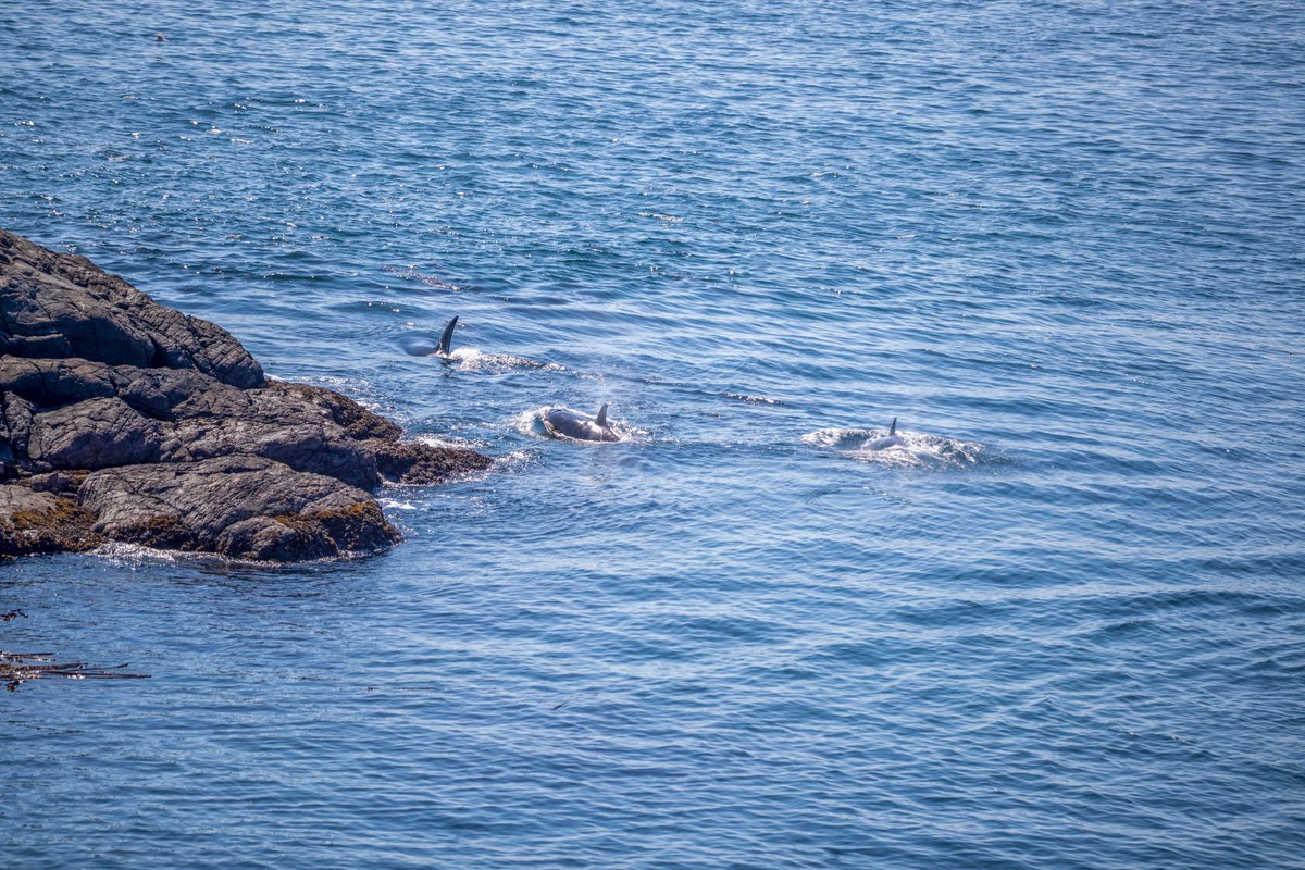 SookePoint's tweet photo. Welcome to the Edge of the Wild.
Perched on a private peninsula at the extreme southwest tip of Canada, SookePoint Ocean Cottage Resort offers a rare opportunity to Own, Rent, and Earn Income in one of the most breathtaking oceanfront settings in the country. https://t.co/dO99SnNuRd