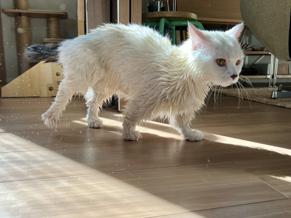 まおとむぎ (@chanmaochan1) / Posts / X