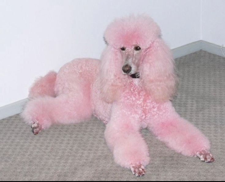 Scottish fold the hand and poodle crazy diamond what do we think