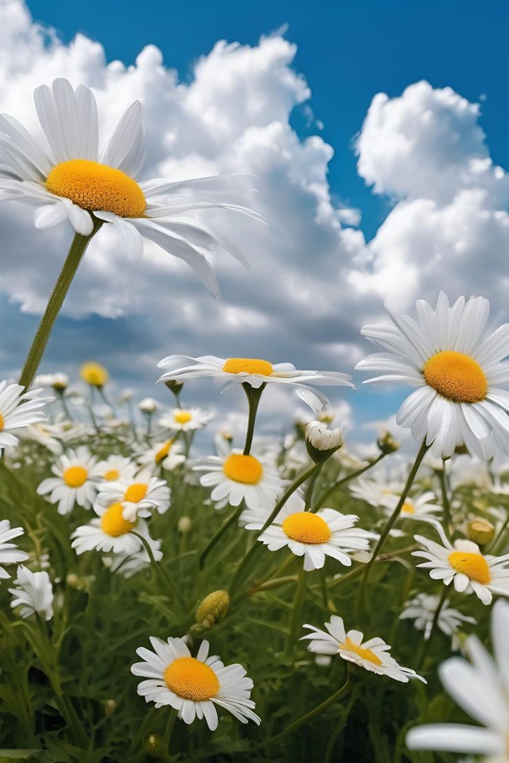 عطر الخزامى ~💜 tweet media