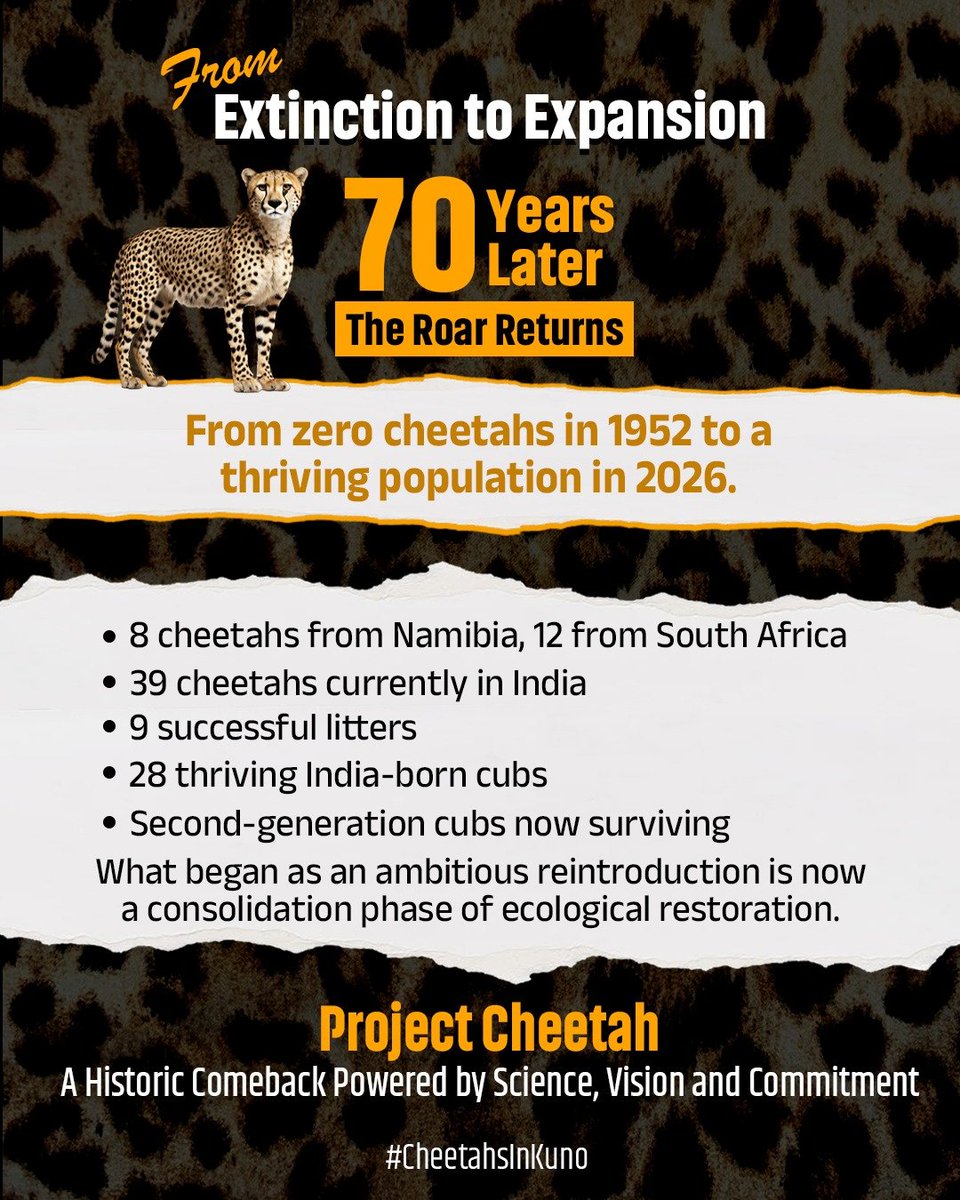 The presence of breeding females and second generation cubs demonstrates that cheetahs are adapting confidently and establishing themselves in their new habitat.
#CheetahsInKuno