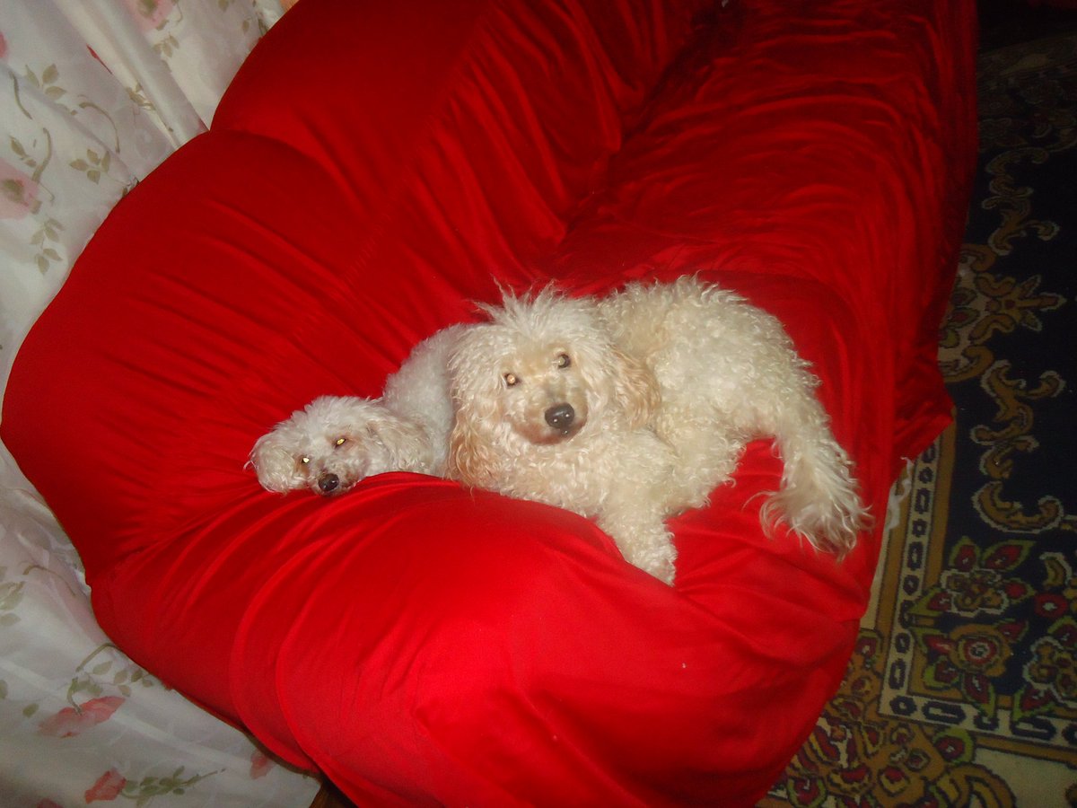 🏴💢 Meu Eterno amigo Zidane 🐶 🌟.
Há 17 anos vc chegou e conquistou a todos nós, Era um cachorro leal, um amigo especial, era parte da nossa família.
Só posso agradecer pelas eternas lembranças maravilhosas que ele me deixou.
"O justo cuida dos seus animais" Provérbios 12:10.