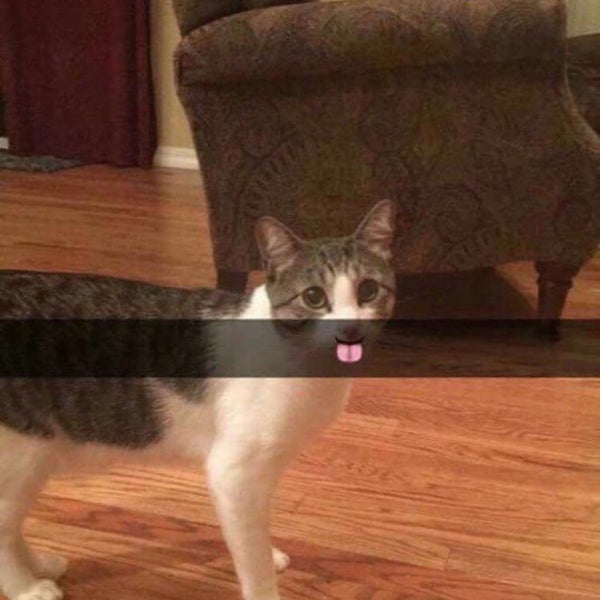 フィジ tweet media