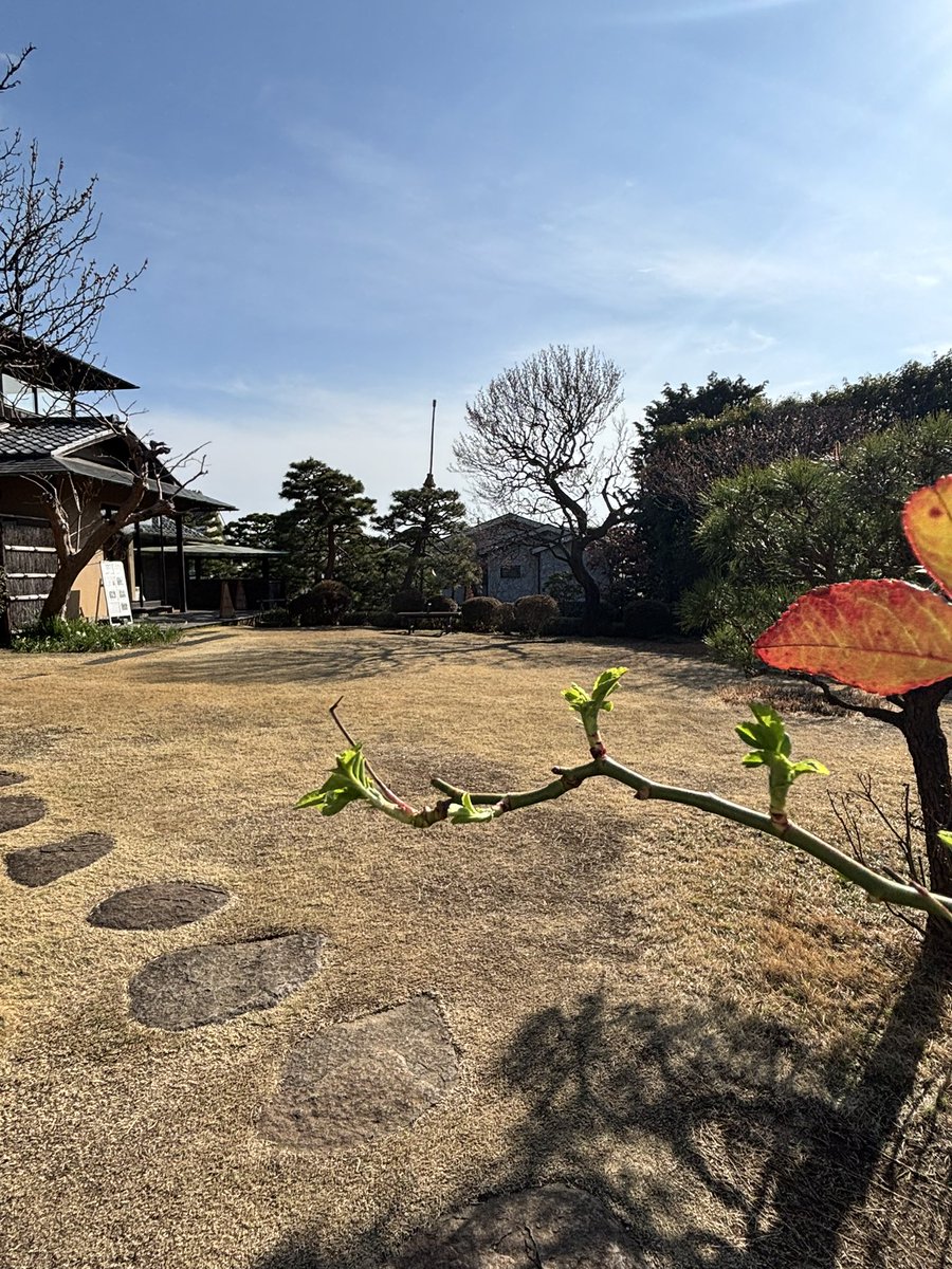 HaikuMagatama's tweet photo. 本日、まがたま句会でした。
角川庭園は春のあたたかさ、庭木の木々の芽吹きが美しい。
角川邸は玄関を普請中で、今月も事務所横の通用口からお邪魔しました。 https://t.co/nWfNclNclw