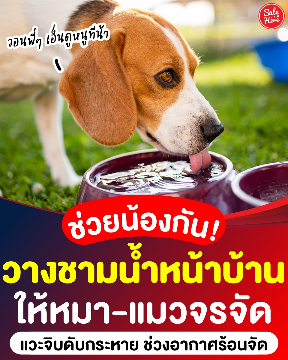 📣 วอนพี่ๆ ช่วยเอ็นดูน้องที 🐶 ชวน 'วางชามน้ำหน้าบ้าน' ให้หมา-แมวจรจัด 🐈 ดับกระหายคลายร้อน

ดูเพิ่มเติม > facebook.com/salehere/posts…

#SaleHere #เซลเฮียร์