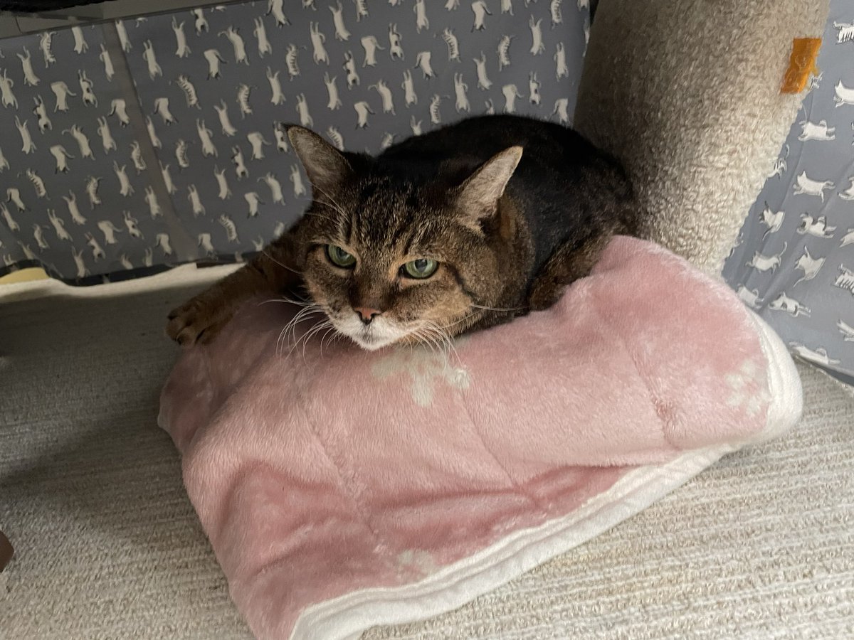 kairi_e's tweet photo. 🐈 https://t.co/6kIQuSuRiD