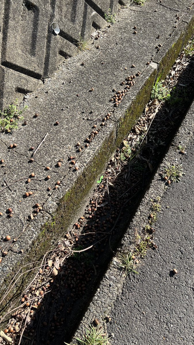 どんぐりだらけじゃん 豊作やな どんぐり！？今！？